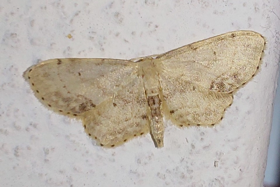 Idaea dimidiata - gyakori apróaraszoló