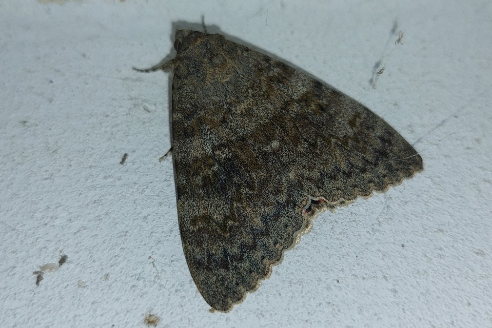 Catocala elocata - közönséges övesbagoly
