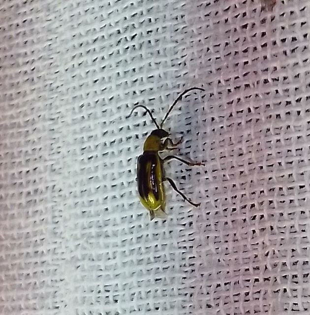 Diabrotica virgifera - amerikai kukoricabogár