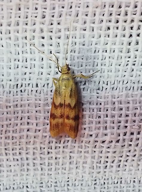 Homoeosoma sinuella - agyagsárga karcsúmoly