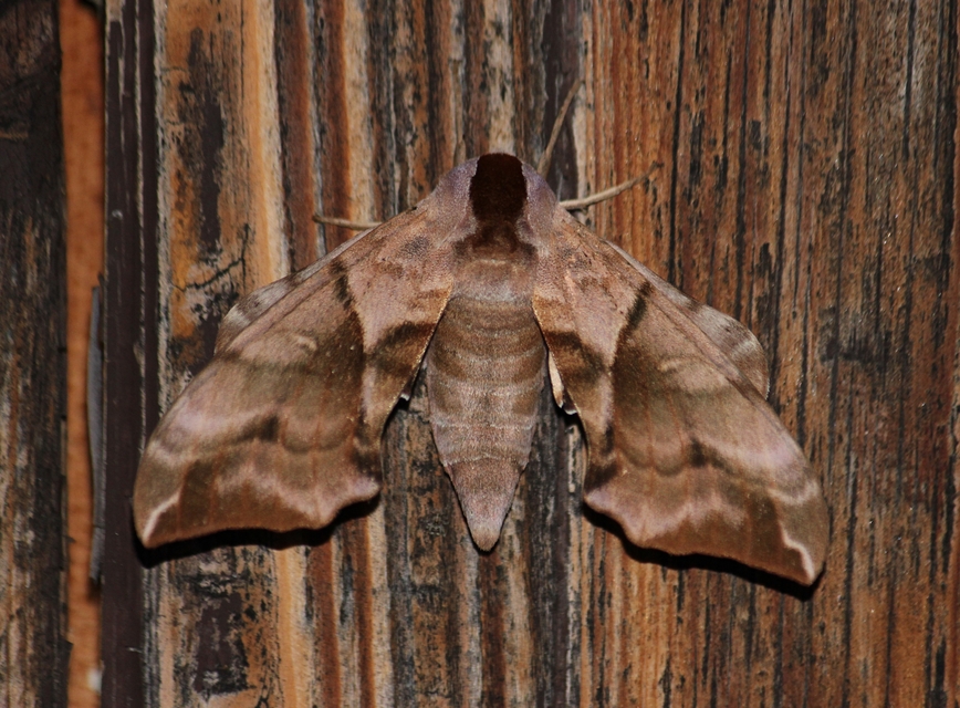 Smerinthus ocellatus - esti pávaszem
