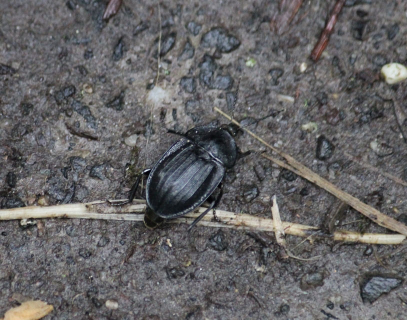 Phosphuga atrata - bordás csigarabló