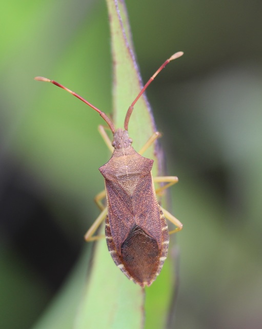 Gonocerus acuteangulatus - aranypetés karimáspoloska