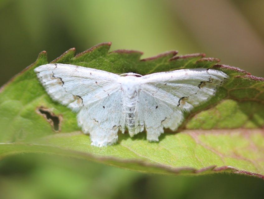 Scopula ornata - díszes fehéraraszoló