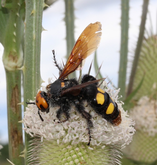 Megascolia maculata - óriás-tőrösdarázs