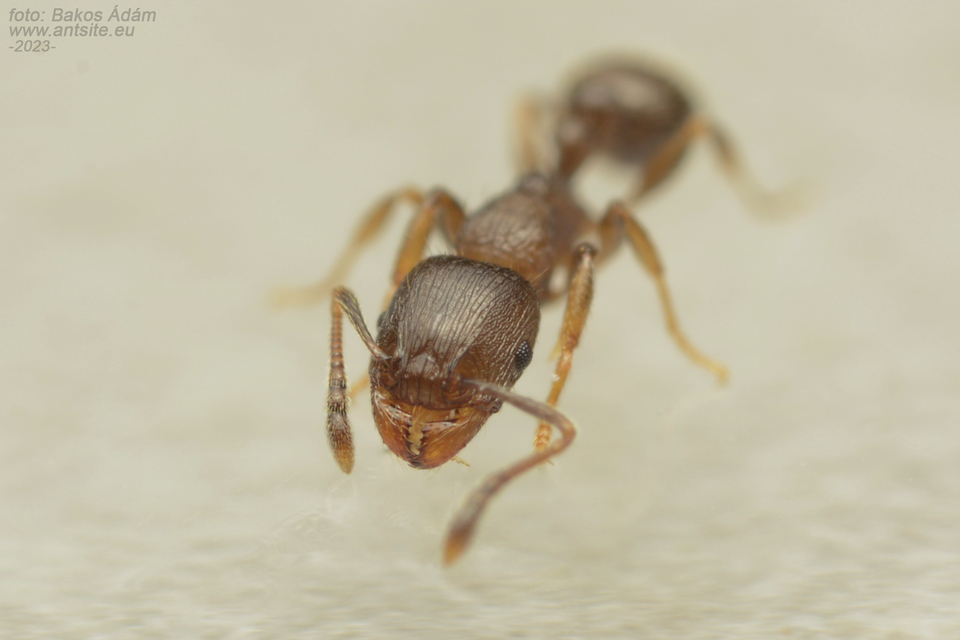 Tetramorium staerckei - barna gyepihangya