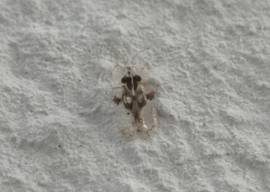 Corythucha arcuata - tölgy-csipkéspoloska