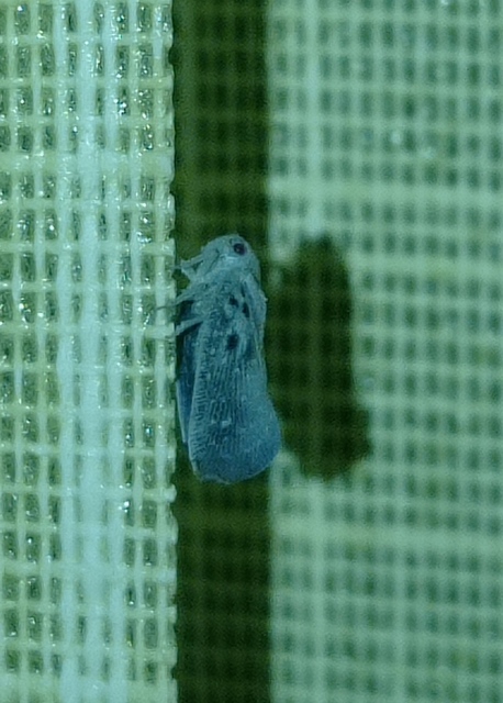 Metcalfa pruinosa - amerikai lepkekabóca