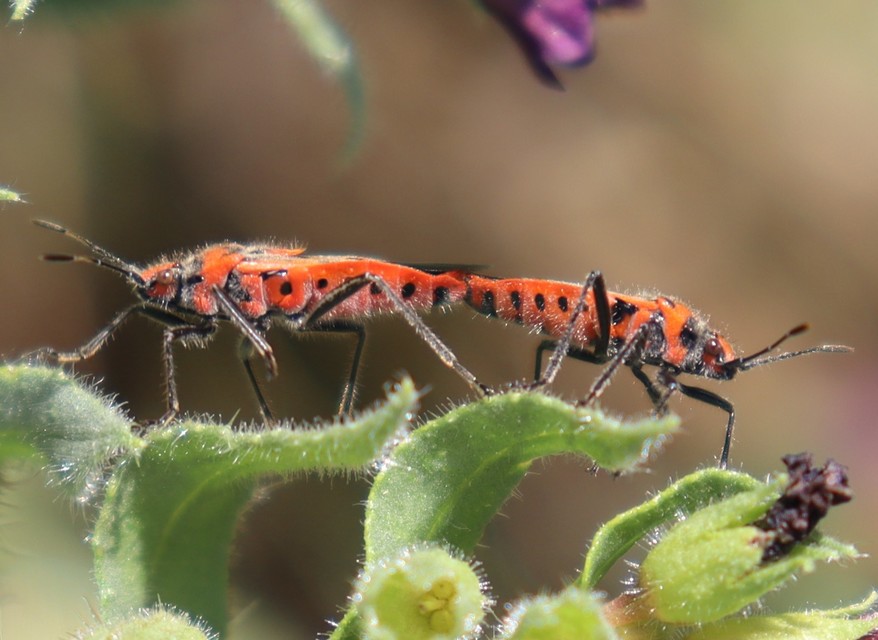 Corizus hyoscyami - piros karimáspoloska