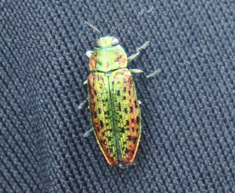 Lamprodila decipiens - nyírfa-tarkadíszbogár Lamprodila decipiens - nyírfa-tarkadíszbogár