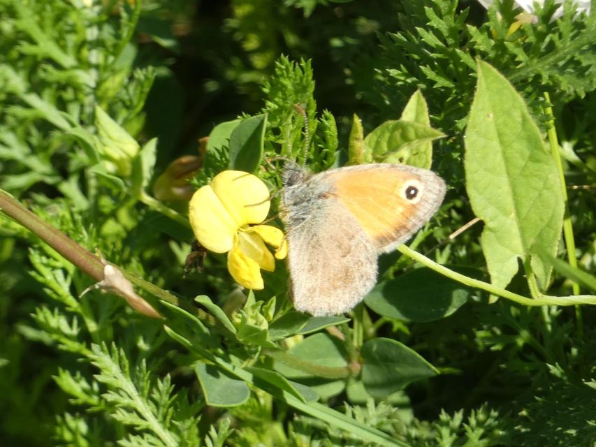 Coenonympha pamphilus - kis szénalepke