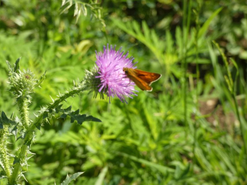 Ochlodes sylvanus - erdei busalepke