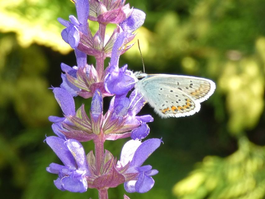 Plebejus argus - ezüstös boglárka