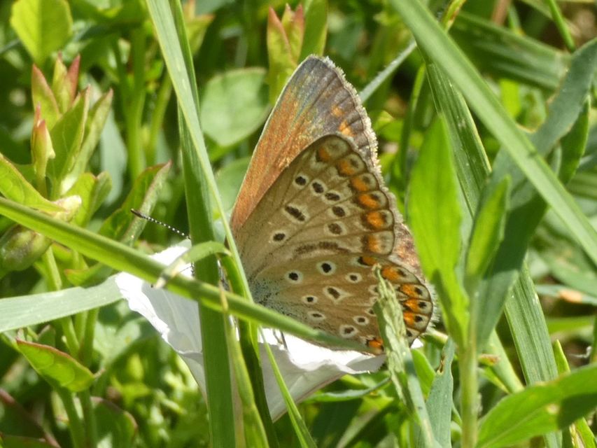 Polyommatus icarus - közönséges boglárka