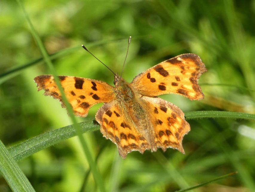 Nymphalis c-album - C-betűs lepke
