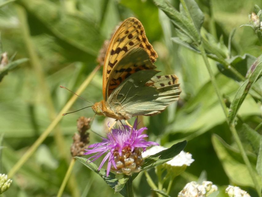 Argynnis pandora - zöldes gyöngyházlepke