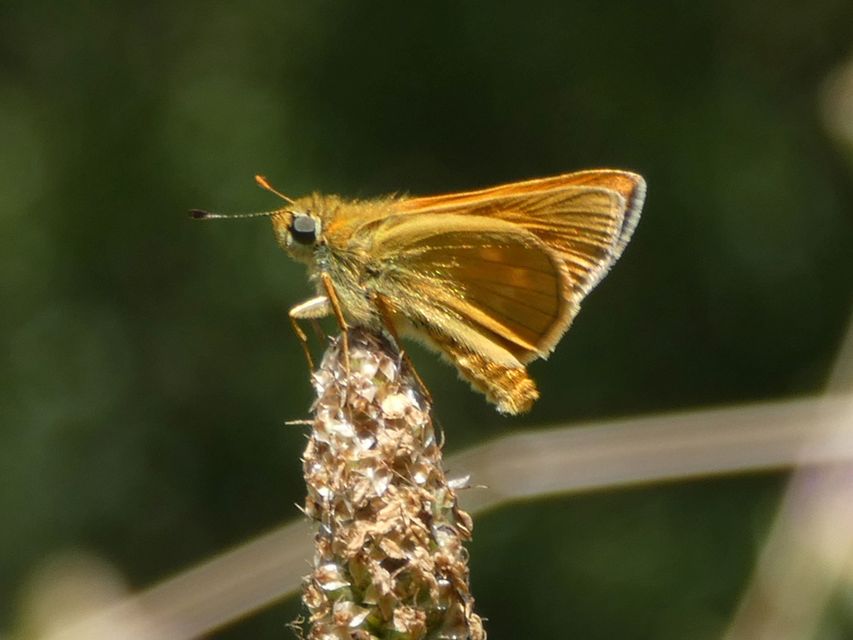 Ochlodes sylvanus - erdei busalepke