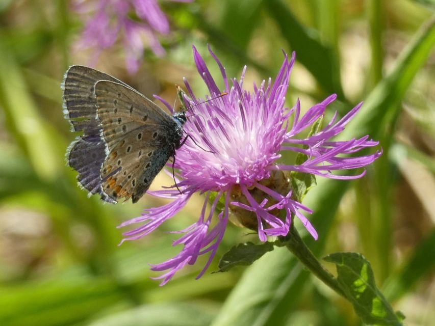 Polyommatus icarus - közönséges boglárka