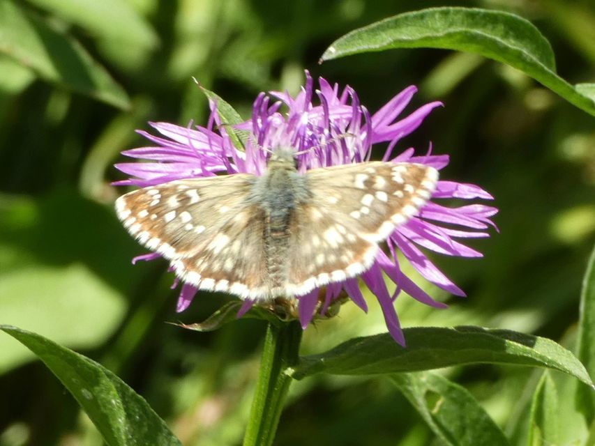 Pyrgus armoricanus - feles busalepke