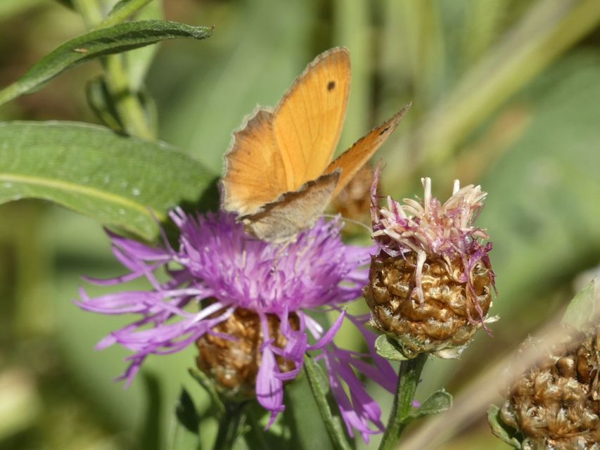 Coenonympha pamphilus - kis szénalepke