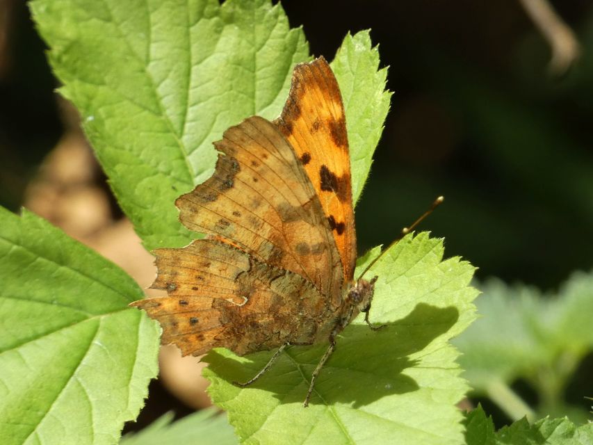 Nymphalis c-album - C-betűs lepke