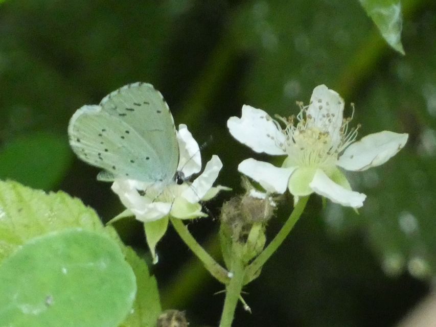 Celastrina argiolus - bengeboglárka