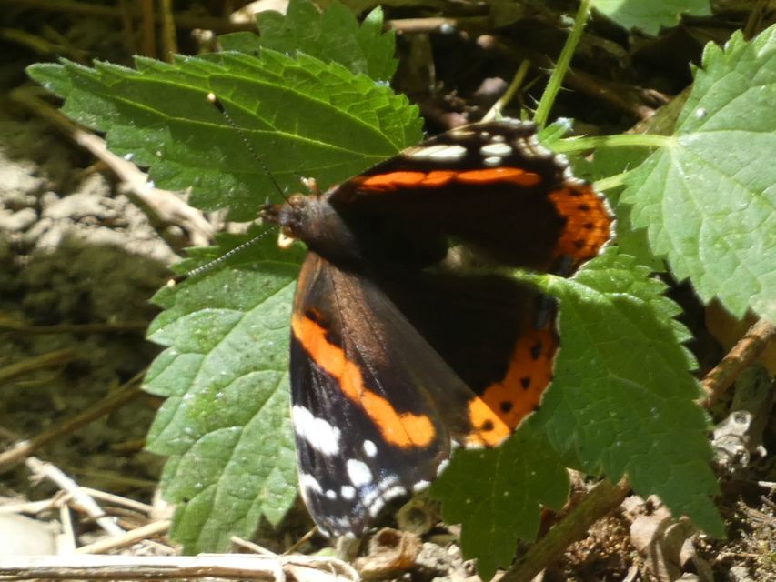 Vanessa atalanta - atalantalepke