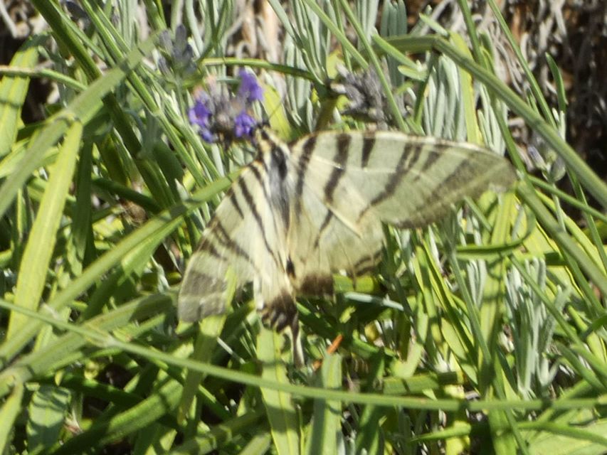 Iphiclides podalirius - kardoslepke