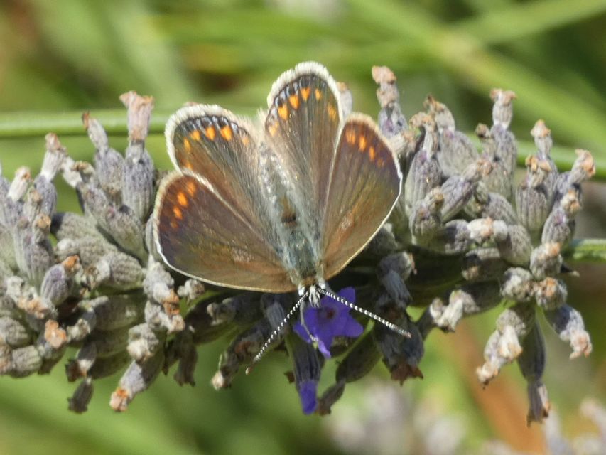 Polyommatus icarus - közönséges boglárka