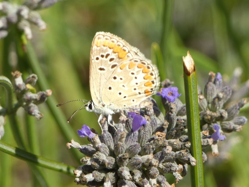 Aricia agestis - szerecsenboglárka