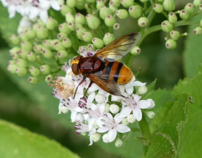 Volucella zonaria - kétöves pihelégy Volucella zonaria - kétöves pihelégy
