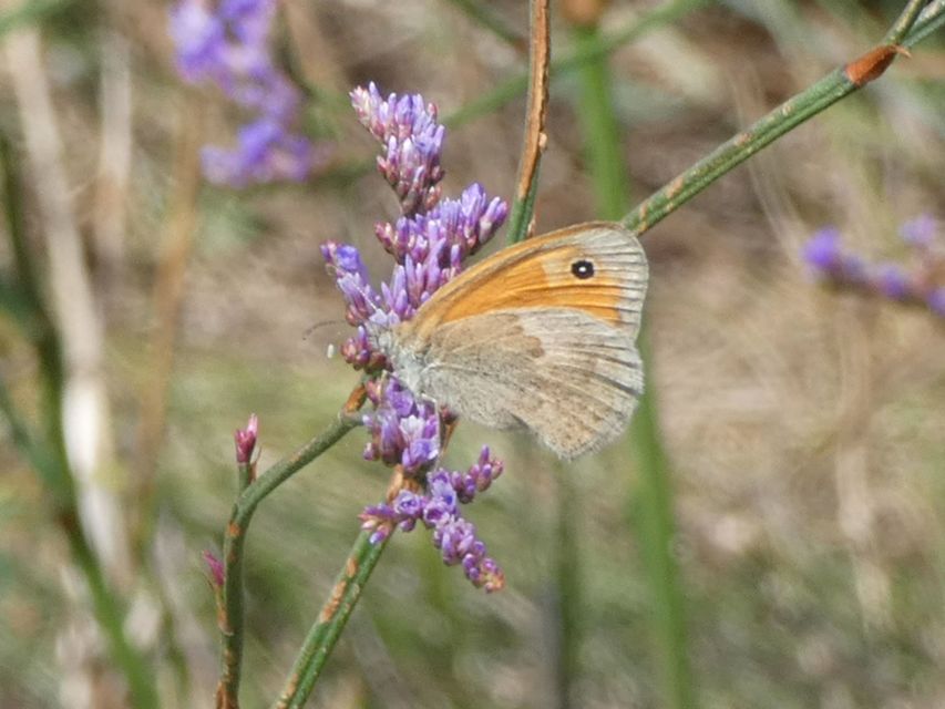 Coenonympha pamphilus - kis szénalepke