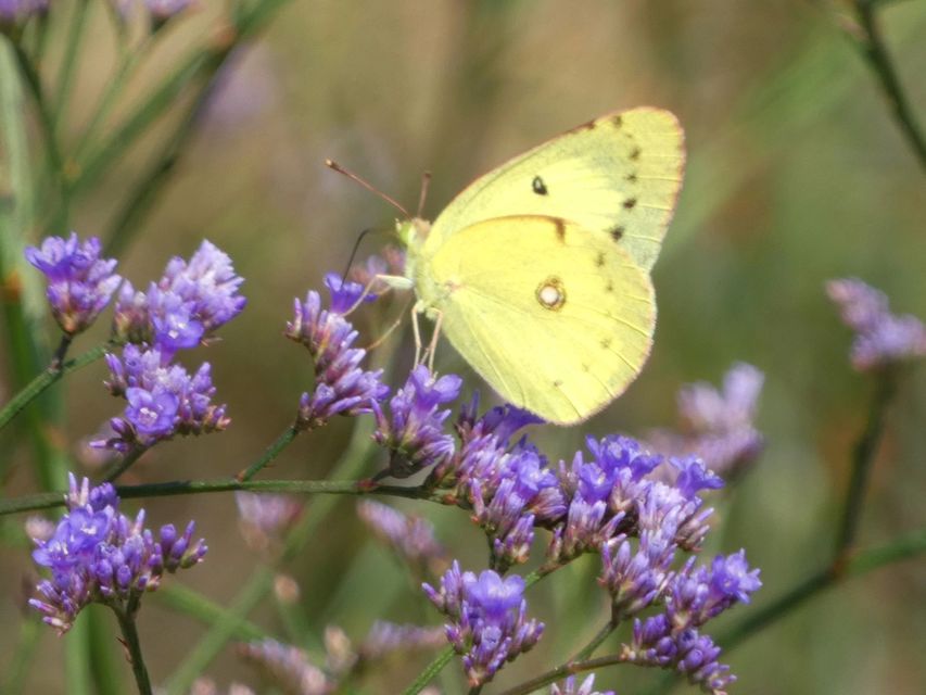 Colias erate - csángó-kéneslepke
