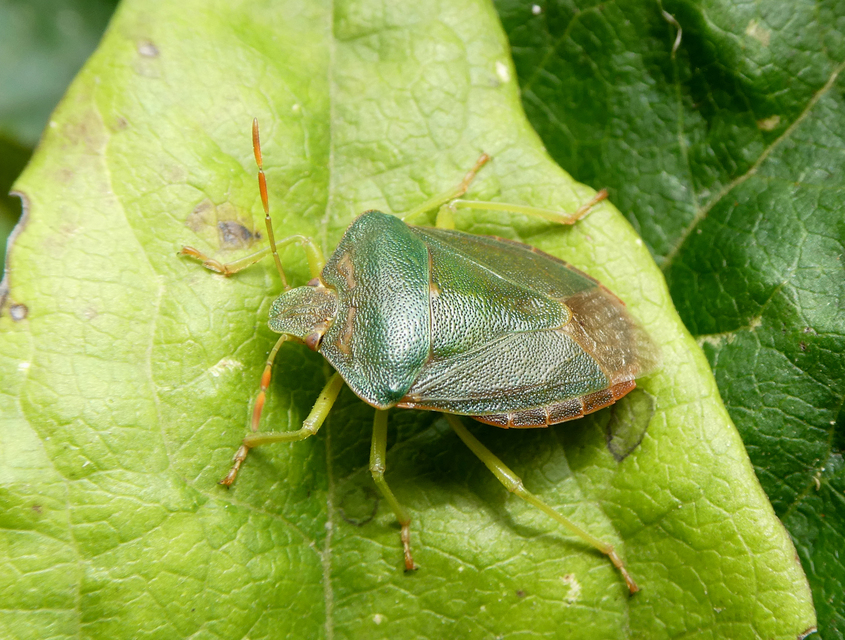 Palomena prasina - zöld bogyómászó-poloska Palomena prasina - zöld bogyómászó-poloska