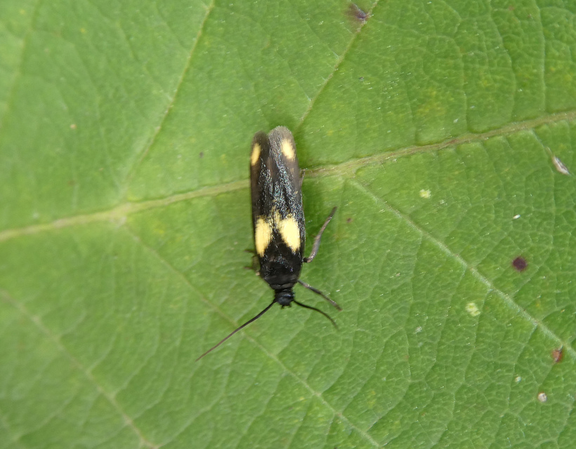 Scythris sinensis - aranyfarú zöldmoly