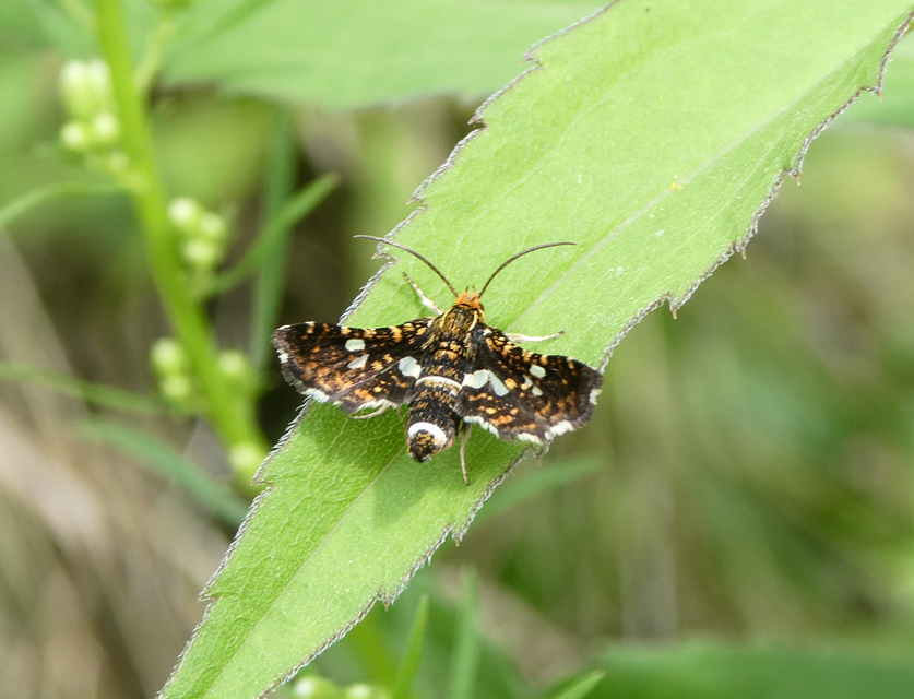 Thyris fenestrella - gyakori ablakosmoly