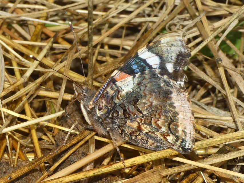 Vanessa atalanta - atalantalepke