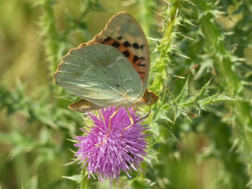 Argynnis pandora - zöldes gyöngyházlepke