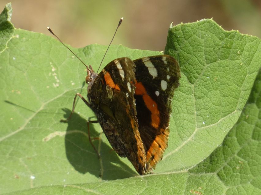 Vanessa atalanta - atalantalepke