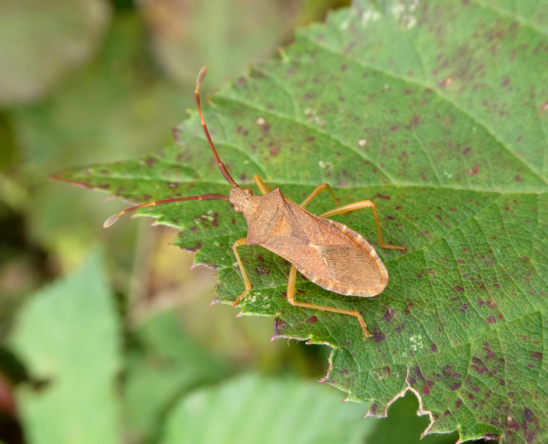 Gonocerus acuteangulatus - aranypetés karimáspoloska