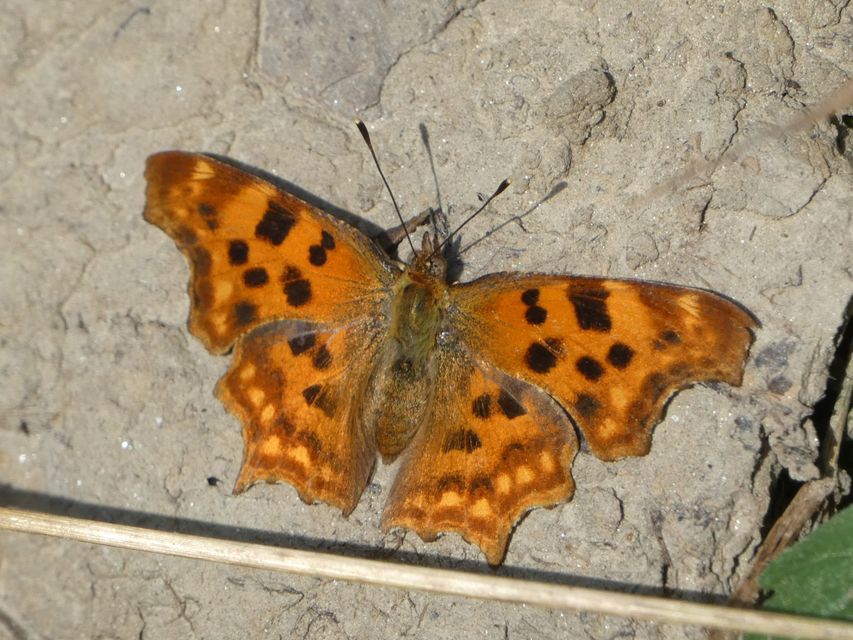 Nymphalis c-album - C-betűs lepke