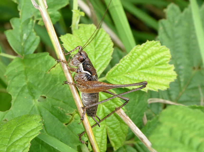 Pachytrachis gracilis - karcsú szöcske