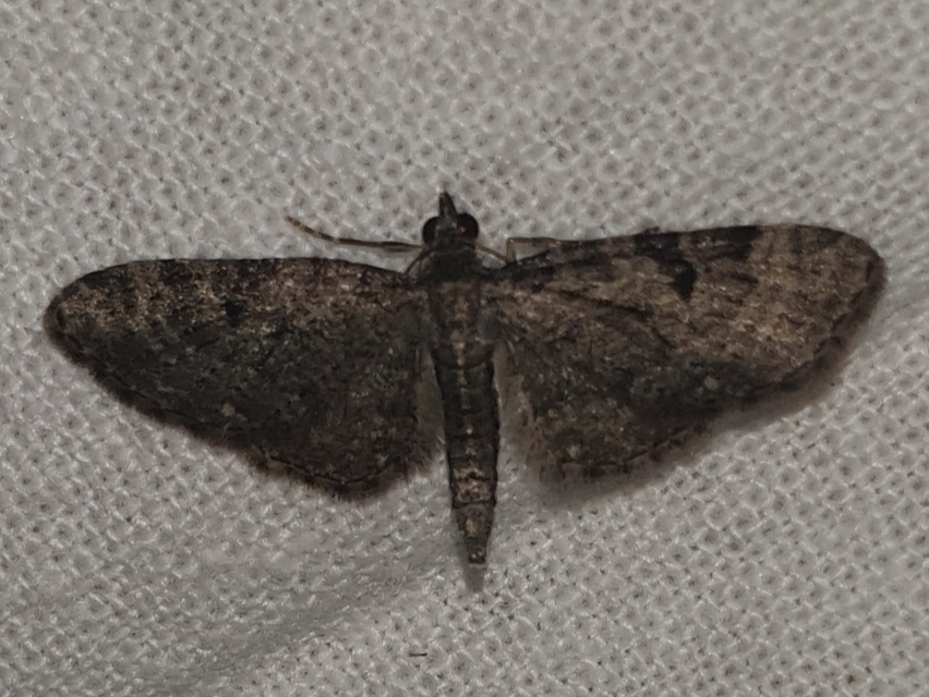 Eupithecia virgaureata - aranyvessző-törpearaszoló