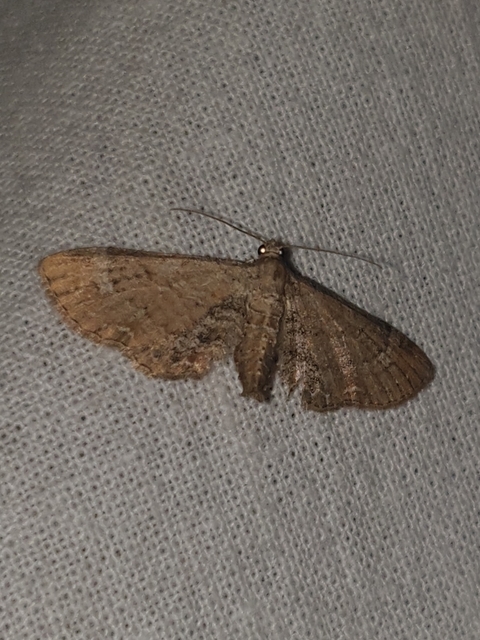 Eupithecia simpliciata - kerekszárnyú törpearaszoló