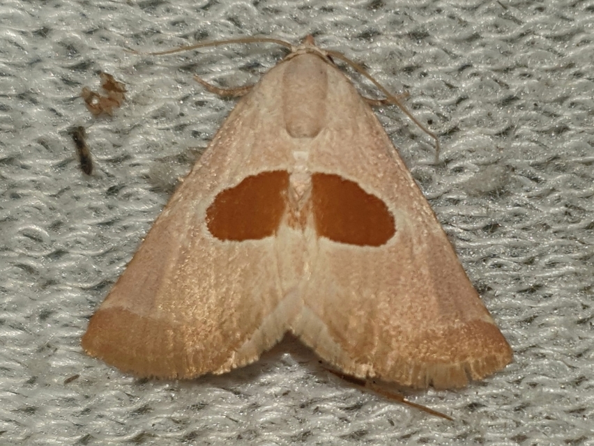 Calymma communimacula - pajzstetűfaló bagoly