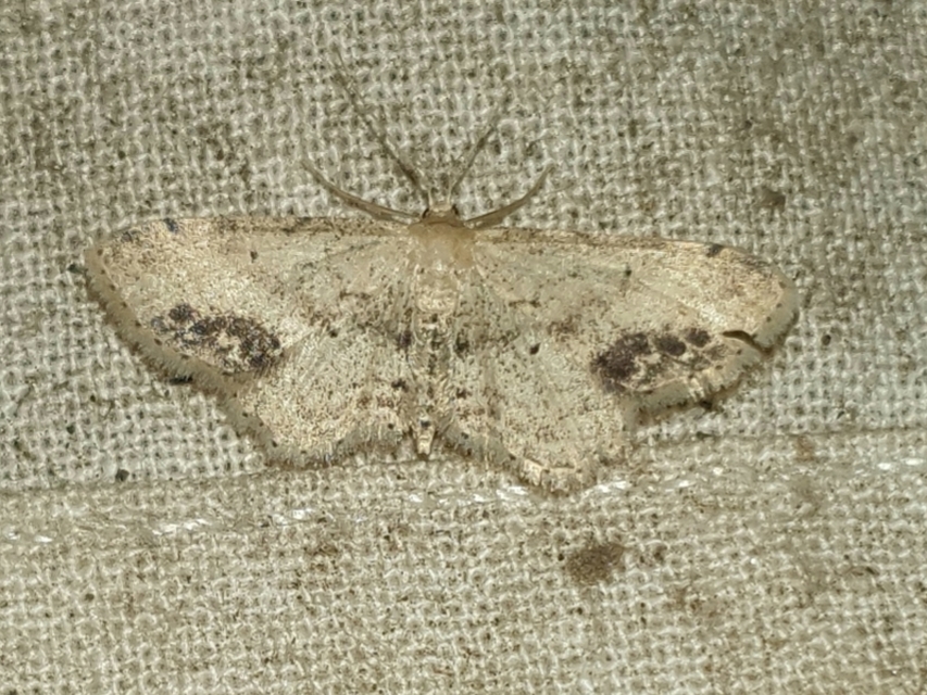 Idaea dimidiata - gyakori apróaraszoló