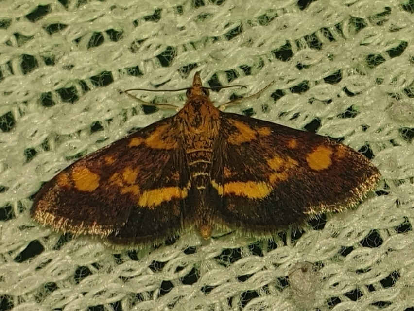 Pyrausta aurata - aranyló bíbormoly