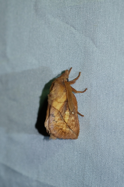Euthrix potatoria - szomjas pohók