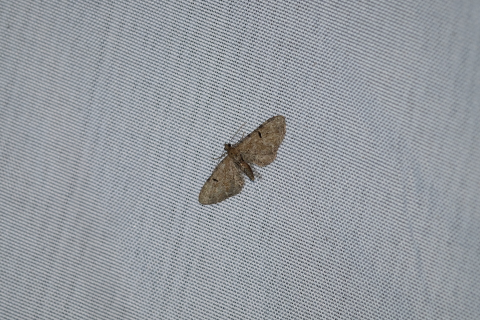 Eupithecia absinthiata - üröm-törpearaszoló