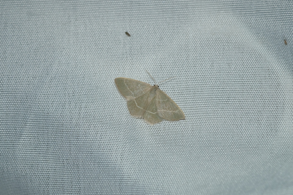 Chlorissa viridata - üdezöld araszoló